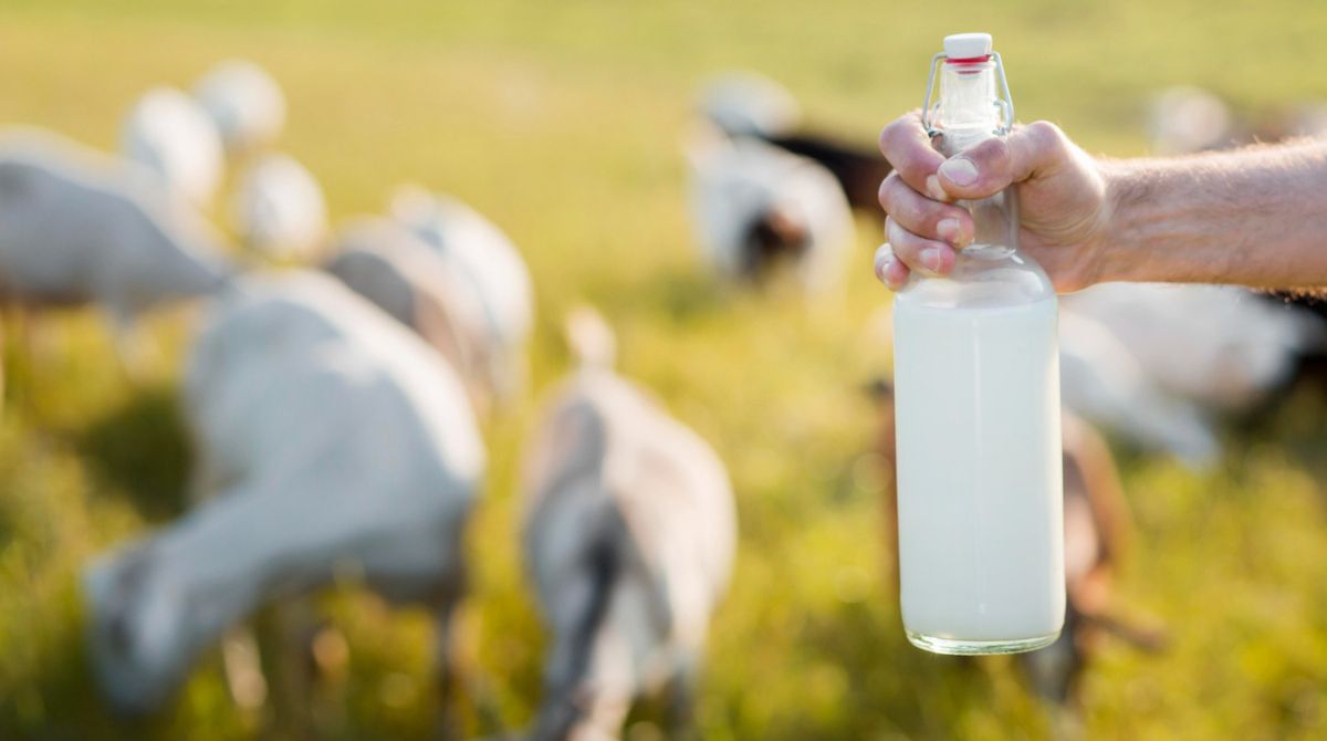 Terungkap! Inilah Cara Efektif Agar Produksi Susu Kambing Meningkat